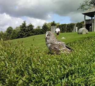 Flugshow Uhu ganz nah