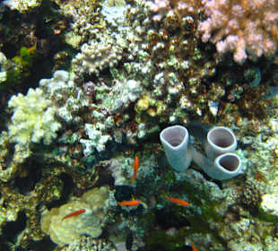 Schnorcheln Makadi Bay