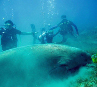 Seekuh (Dugong)
