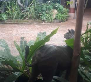 Singapur Zoo