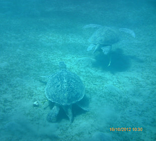 Schildkröten bei Abbu Dabbab