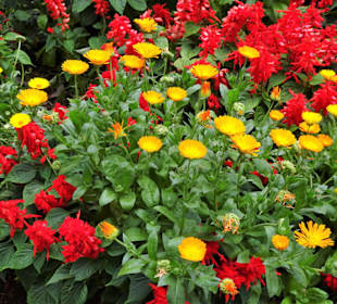 Impressionen aus dem Stadtpark von Funchal