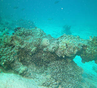 Tauchen bei der Dive Connection