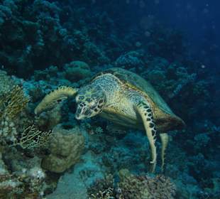 Schnorcheln Hurghada