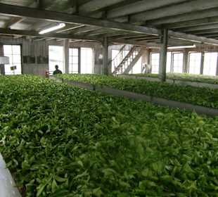 Hier werden die Teeblätter getrocknet