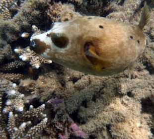 Ballonfisch am Hausriff