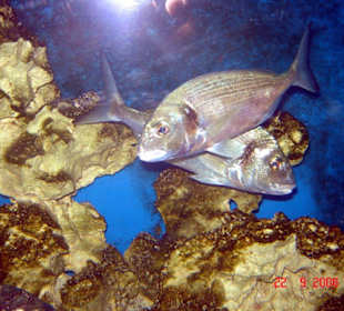 Aquarium Vodice Bild 3