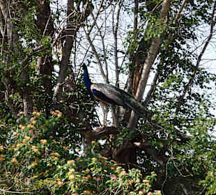 Pfau