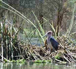 Goliathreiher; Marabu; Heiliger Ibis