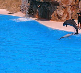 Loro - Park Delfin - Show