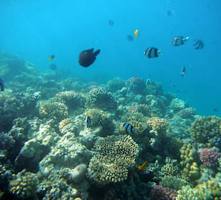Toller Anblick direkt im Meer vor dem Hotel
