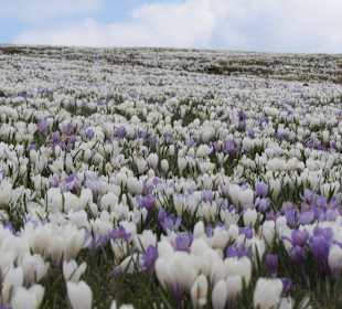 Blühende Krokusse auf der Villanderer Alm