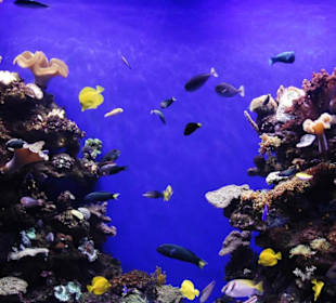 Tropenbecken in der "Neuen Welt"