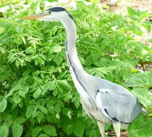 Planten und Bloomen Freizeitpark
