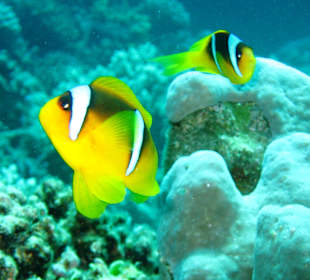 Anämonenfische am Hausriff