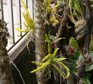 In Pregetter's Orchideengarten