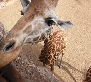 Aug in Aug mit der Giraffe