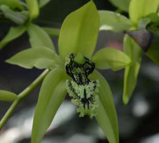 Orchideen Garten 