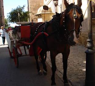 Wartet auf Kundschaft, vor der Kathedrale