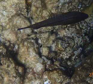 Korallen Riff mit Fisch