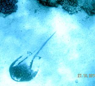 Schnorcheln Marsa Alam