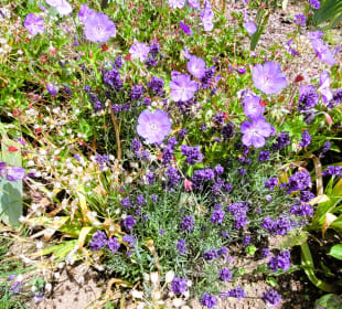 Wunderschöne Blüte