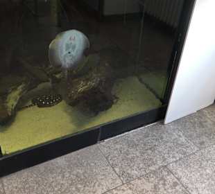 Staatliches Naturkunde Museum