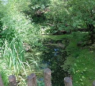 Blick auf einen Teich