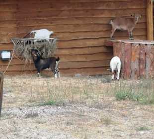 Ziegen im Streichelgehege