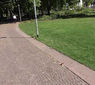 Schlossgarten Stuttgart