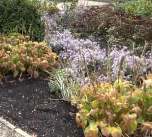 Rosengarten im Tiergarten