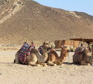 Kamele im Beduinendorf