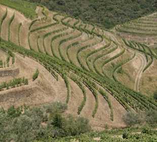 Weinterassen im Dourotal