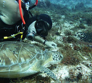 Tauchen auf Cozumel