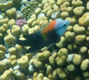 Schnorcheln Makadi Bay