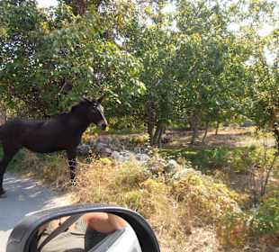 Was einem so auf der Straße entgegenkommt...