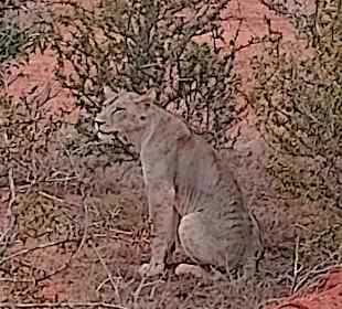 Geführte Touren Marco Polo Tours & Safaris Diani Beach 