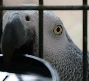 Streit um den Objektivdeckel 