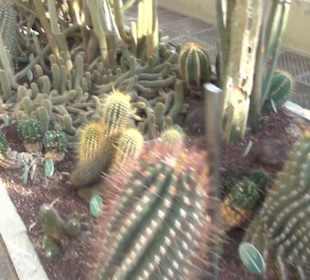 Real Jardín Botánico de Madrid