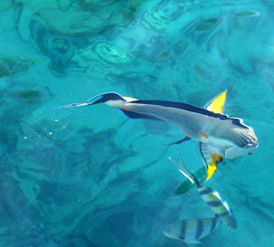 Schnorcheln Sharm el Sheikh