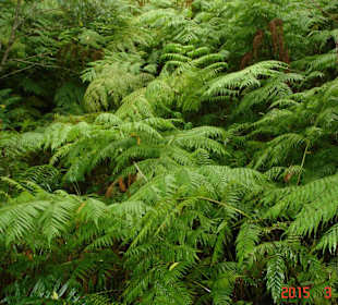 Tsitsikamma National Park