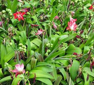 Spaziergang durch den Parque de Santa Catarina