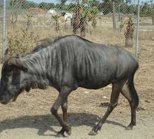 Safari Park
