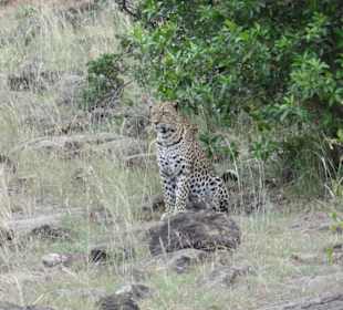 Leopard vor der Jagt