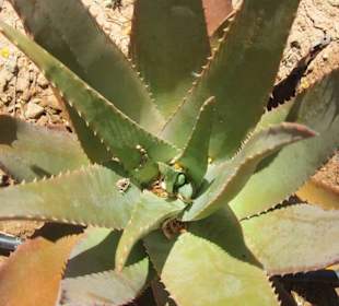 Aloe Vera Farm Mallorca