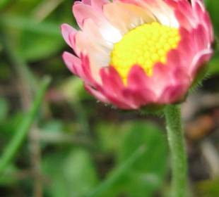 Frühling im Botanischen Garten