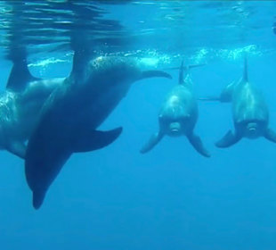 Delfin Tour Hurghada