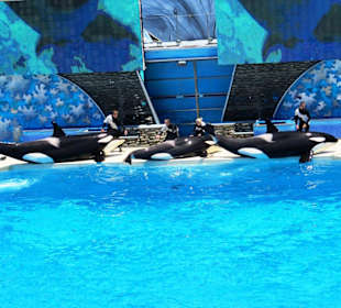 Killerwalvorführung