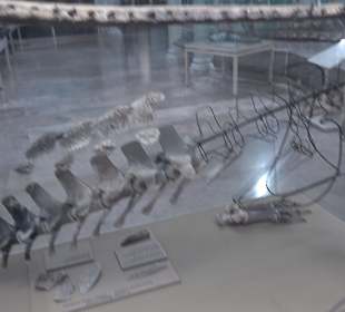 Staatliches Naturkunde Museum