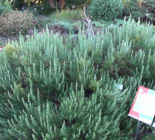 Steingarten - Berggarten